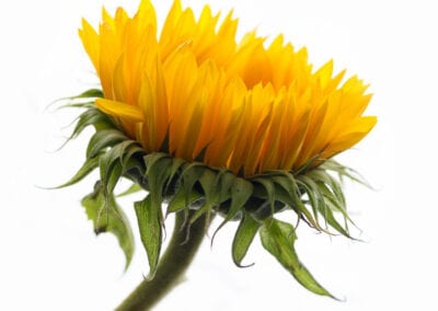 sunflower commercial photographer stuart coleman