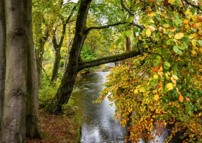 autumn trees landscape photography stuart coleman