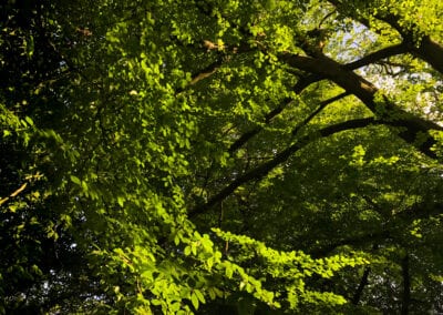 tree swirl landscape photography stuart coleman