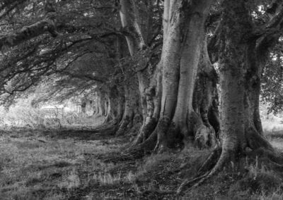 trees inverin landscape photography stuart coleman