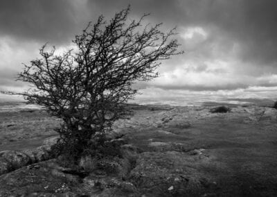 tree south lakes landscape photography stuart coleman