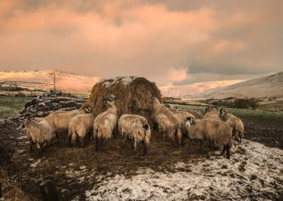 sheep sunset landscape photography stuart coleman